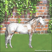 Horse Color:Sable Champagne Sabino