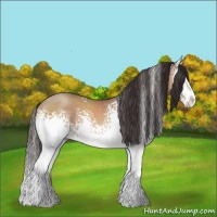 Horse Color:White Spotted Sable Champagne Splash 