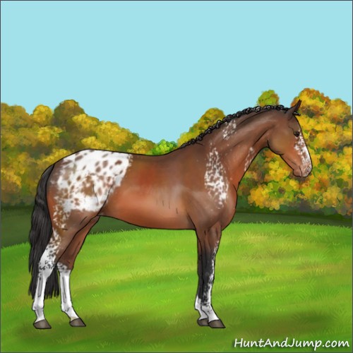 Horse Color:White Spotted Brown Appaloosa 