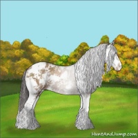 Horse Color:Classic Champagne Sabino 