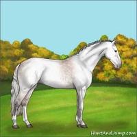 Horse Color:Gray Silver Bay Sabino