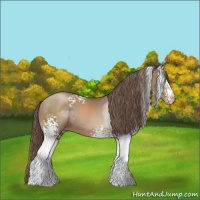 Horse Color:White Spotted Black Pearl Sabino
