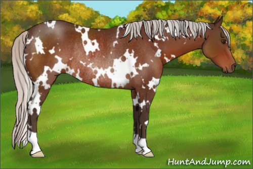 Horse Color:White Spotted Silver Brown Rabicano
