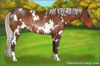 Horse Color:White Spotted Silver Brown Rabicano 