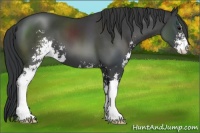 Horse Color:Black Sabino 