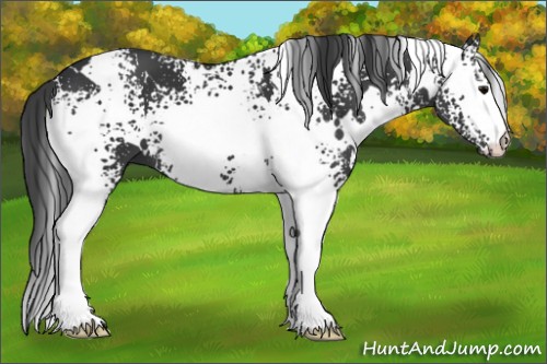 Horse Color:White Spotted Black 