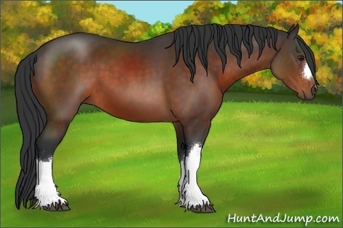 Horse Color:Brown 