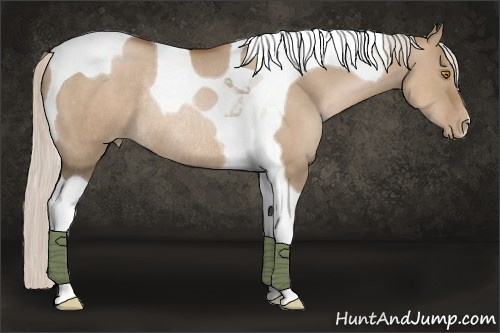 Horse Color:Silver Grullo Pearl Tobiano Rabicano 