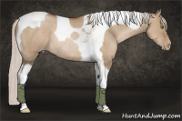Horse Color:Silver Grullo Pearl Tobiano Rabicano 
