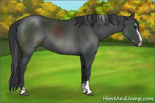 Horse Color:Black Sabino Rabicano 