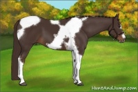 Horse Color:Liver Chestnut Tobiano Frame 