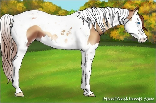 Horse Color:Red Onyx Splash Tobiano 