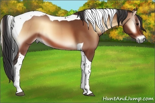Horse Color:Bay Onyx Tobiano 