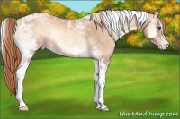 Horse Color:Gold Champagne Onyx Tobiano
