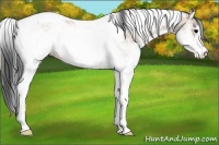 Horse Color:White Spotted Bay Onyx Tobiano 