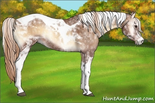 Horse Color:Red Onyx Tobiano 