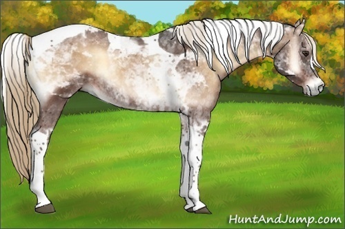Horse Color:Liver Red Onyx Tobiano 