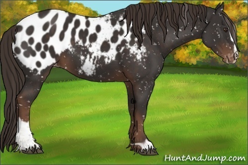 Horse Color:Liver Chestnut Sabino Appaloosa 