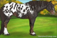 Horse Color:Liver Chestnut Sabino Appaloosa 