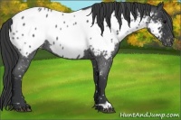 Horse Color:Blue Roan Appaloosa 