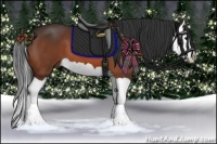 Horse Color:Bay Splash 