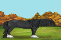 Horse Color:Black 
