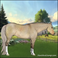 Horse Color:Silver Smoky Grullo Roan 