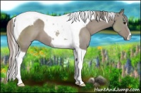 Horse Color:Silver Grullo Tobiano