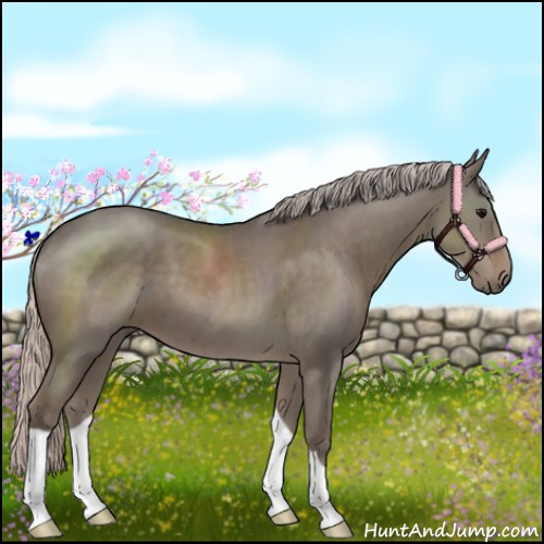 Horse Color:Silver Grullo 