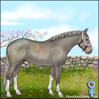 Horse Color:Silver Grullo 