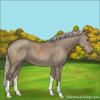 Horse Color:Silver Grullo 