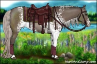 Horse Color:White Spotted Silver Black 