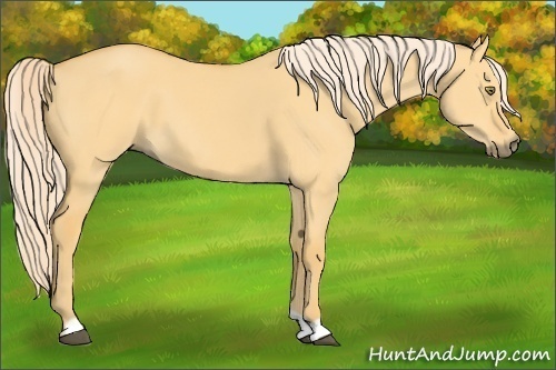 Horse Color:Palomino Dun 