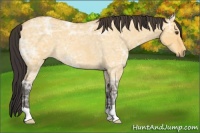 Horse Color:Buckskin Ice Roan Dun