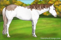 Horse Color:Red Roan Sabino Splash