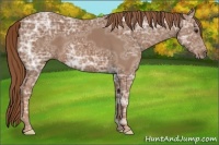 Horse Color:Chestnut Ice 