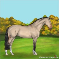 Horse Color:Bay Dun 
