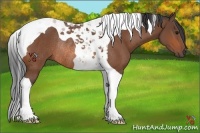 Horse Color:Bay Tobiano Rabicano