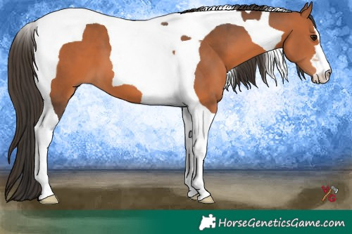 Horse Color:Bay Tobiano 