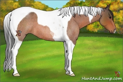 Horse Color:Bay Roan Tobiano 