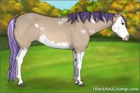 Horse Color:Painted Bay Dun Splash 