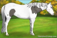 Horse Color:Grullo Splash Tobiano