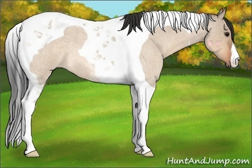 Horse Color:Bay Roan Dun Tobiano 