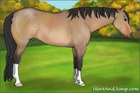 Horse Color:Bay Dun
