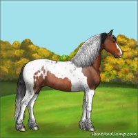 Horse Color:Bay Tobiano Appaloosa Rabicano 