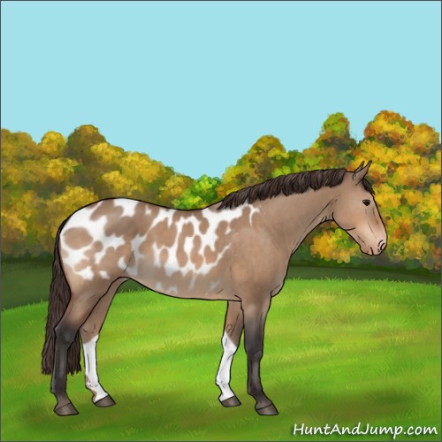 Horse Color:Bay Dun Appaloosa 