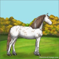 Horse Color:Liver Red Dun Tobiano Appaloosa Rabicano 