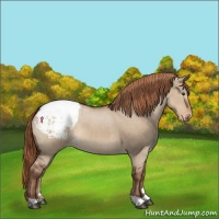Horse Color:Liver Red Dun Snowcap 