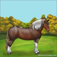 Horse Color:Liver Chestnut Tobiano Appaloosa Rabicano 