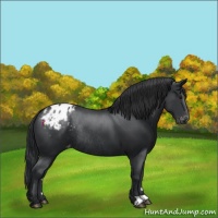 Horse Color:Black Appaloosa Rabicano 